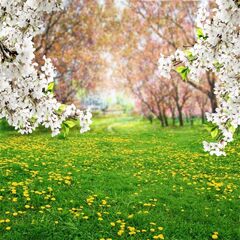 AOFOTO ft Spring Scenery Photos Backdrop India | Ubuy