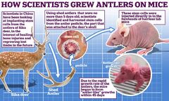 Chinese scientists use stem cell technology to grow antlers on ...