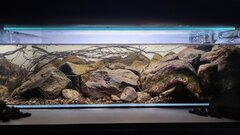 4 gallon hillstream loach tank | Freshwater Aquarium Builds Forum