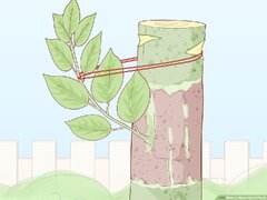 3 Ways to Grow Hybrid Plants - wikiHow