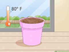 How to Grow Anthurium Plants: 15 Steps (with ) - wikiHow