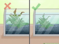 How to Grow Freshwater Aquarium Plants: 15 Steps (with )