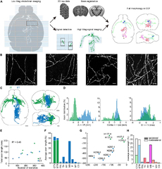 Frontiers | Multi-Scale Light-Sheet Fluorescence Microscopy for ...