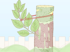 3 Ways to Grow Hybrid Plants - wikiHow