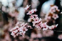 Pink and White Cherry Blossom in Close Up Photography · Stock ...