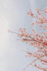 Pink Cherry Blossom Flowers Under the Sky · Stock Photo