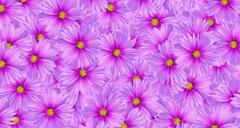 Purple cosmos flower seamless pattern background. or abstract ...