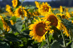 12 Sunflower Companion Plants (& 3 Plants To Grow Nowhere Near)