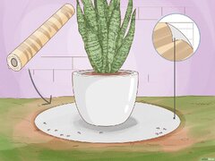 How to Remove Ants from Potted Plants: 9 Effective Ways