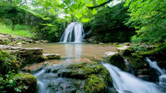 Waterfall in the forest (Forest Cascade Falls )