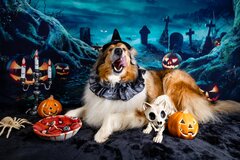 Animal Dog Dogs Jack-O&#039;-Lantern Halloween